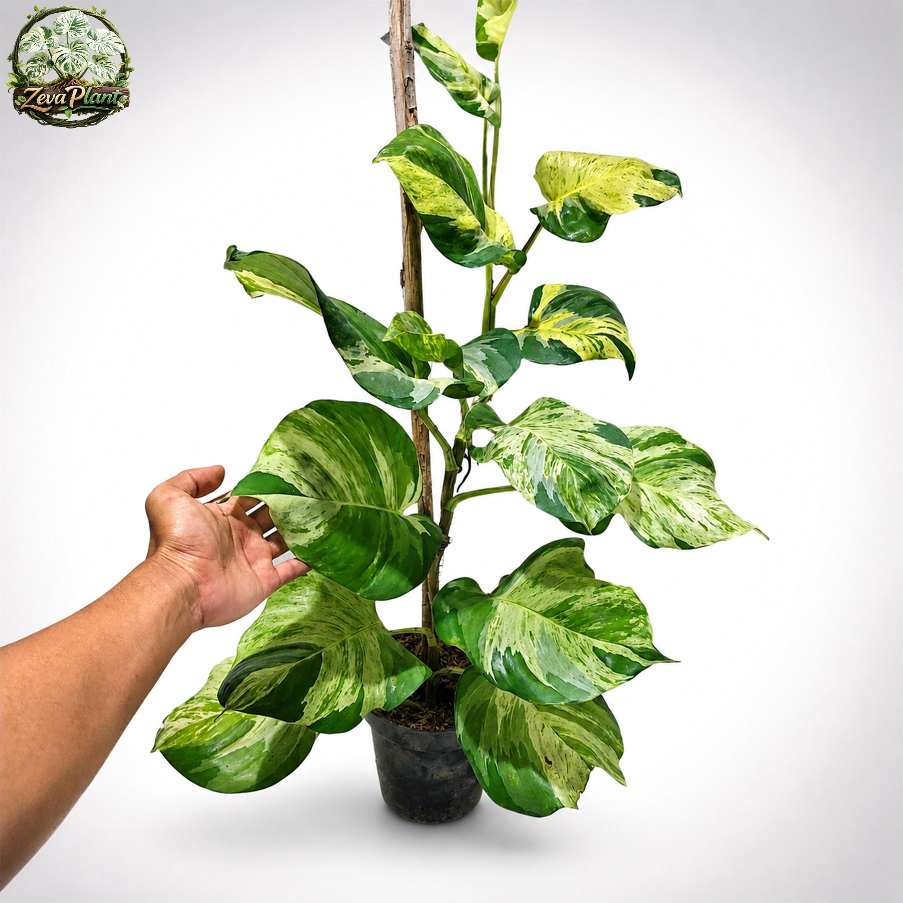 Manjula pothos - Etsy 日本