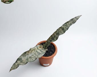 Sansevieria Kirkii, planta variegada de color marrón rosado – Especie nativa