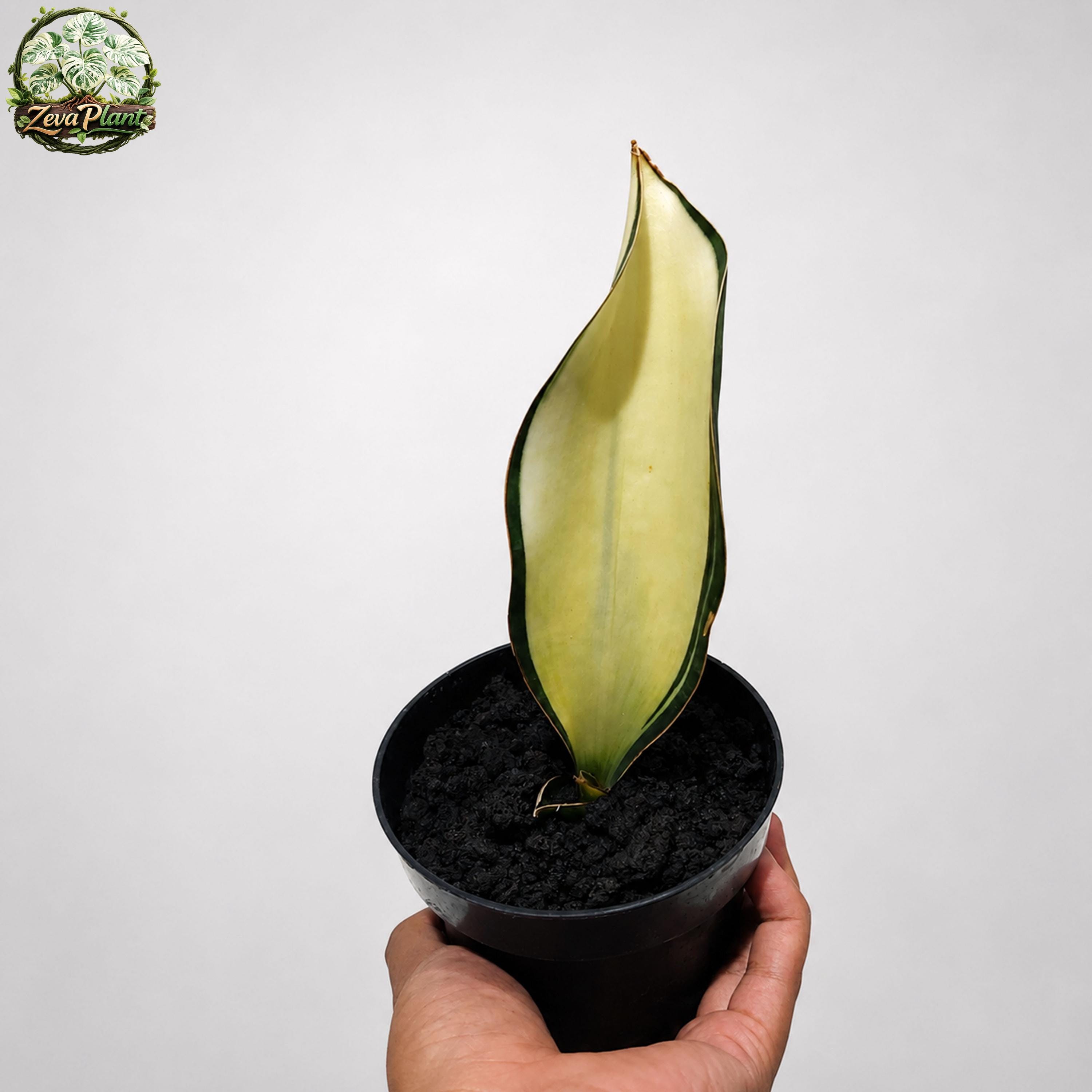 baby necklace succulent #2 Crassula Baby Necklace Succulent Plant
