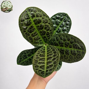Op de afbeelding: Close-up van een plant met grote, getextureerde groene bladeren. De bladeren hebben een donkergroene, bijna zwarte, patroonadering. De plant wordt tegen een witte achtergrond gehouden. Het logo "Zeva Plants" staat in de linkerbovenhoek.