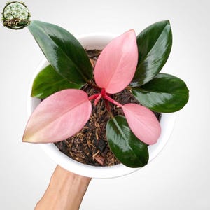 ufo plants Pilea peperomioides 