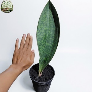 Sansevieria Masoniana Mediopicta Leopard large Outdoor Plant