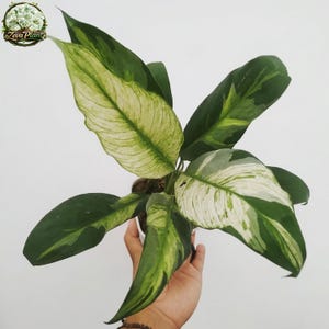 Puede incluir: Una planta de interior con hojas grandes y abigarradas. Las hojas son una mezcla de verde oscuro, verde claro y blanco. La planta se sostiene en una mano sobre un fondo blanco. El logotipo "Zeva Plants" está en la esquina superior izquierda.