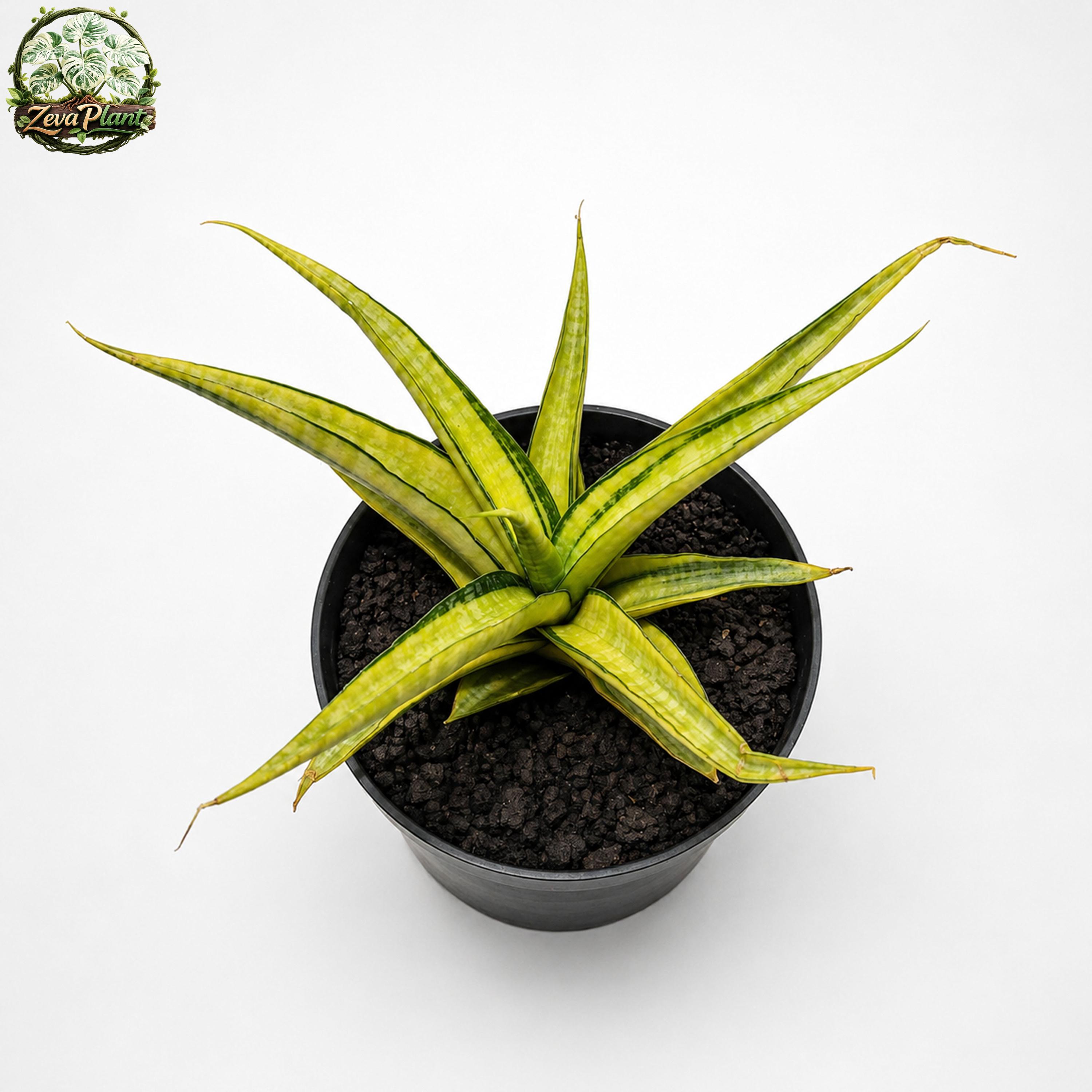 sansevieria guineensis variegata Rare Succulents