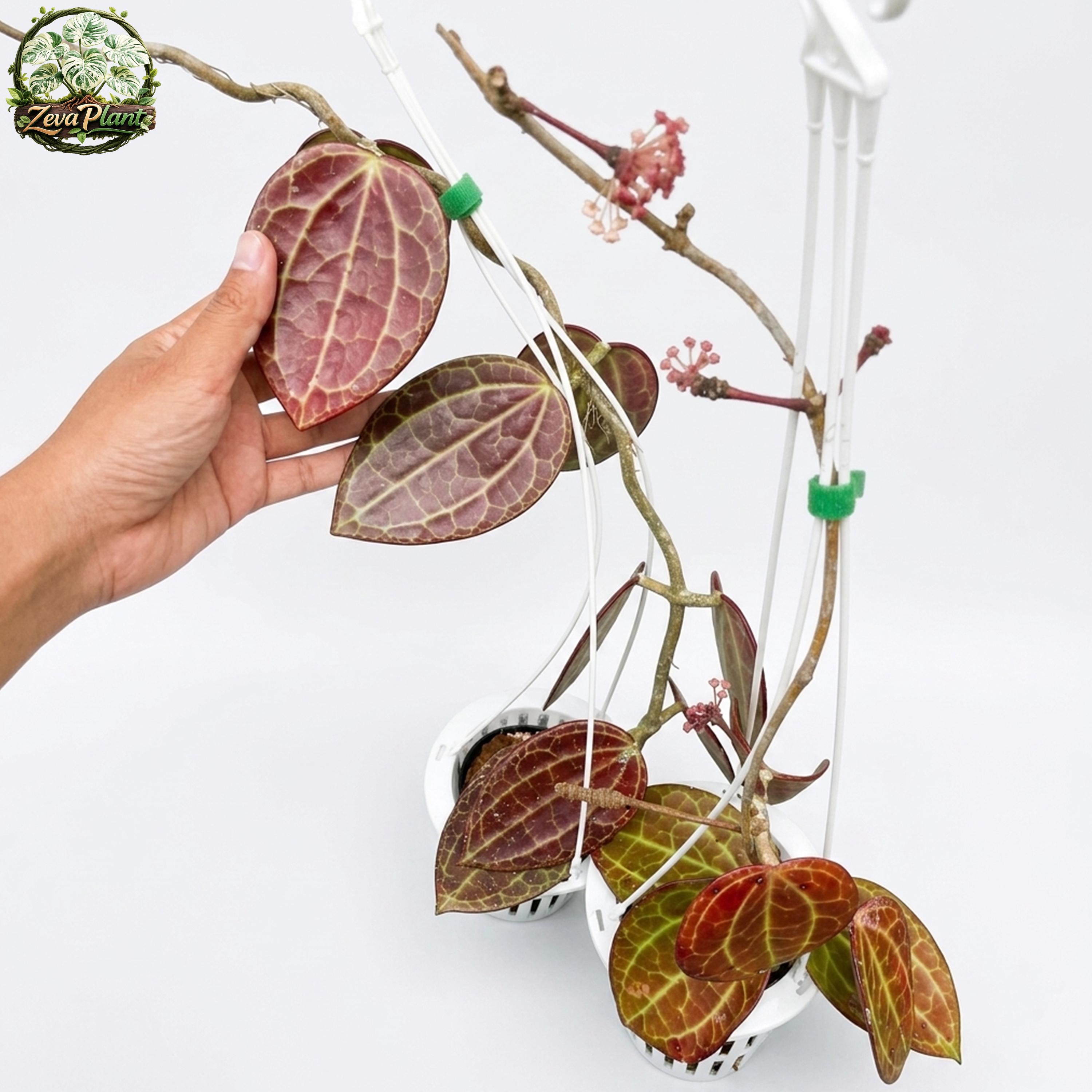 Hoya glabra - Etsy 日本
