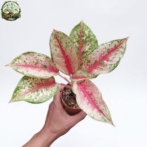Puede incluir: Una planta de Aglaonema en maceta con hojas grandes y abigarradas. Las hojas muestran un llamativo patrón de rosa, verde y blanco. La planta se sostiene en una pequeña maceta marrón sobre un fondo blanco. Las hojas tienen una prominente vena central rosa.