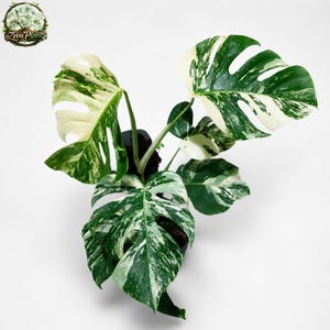 Monstera white lava - Etsy sterreich