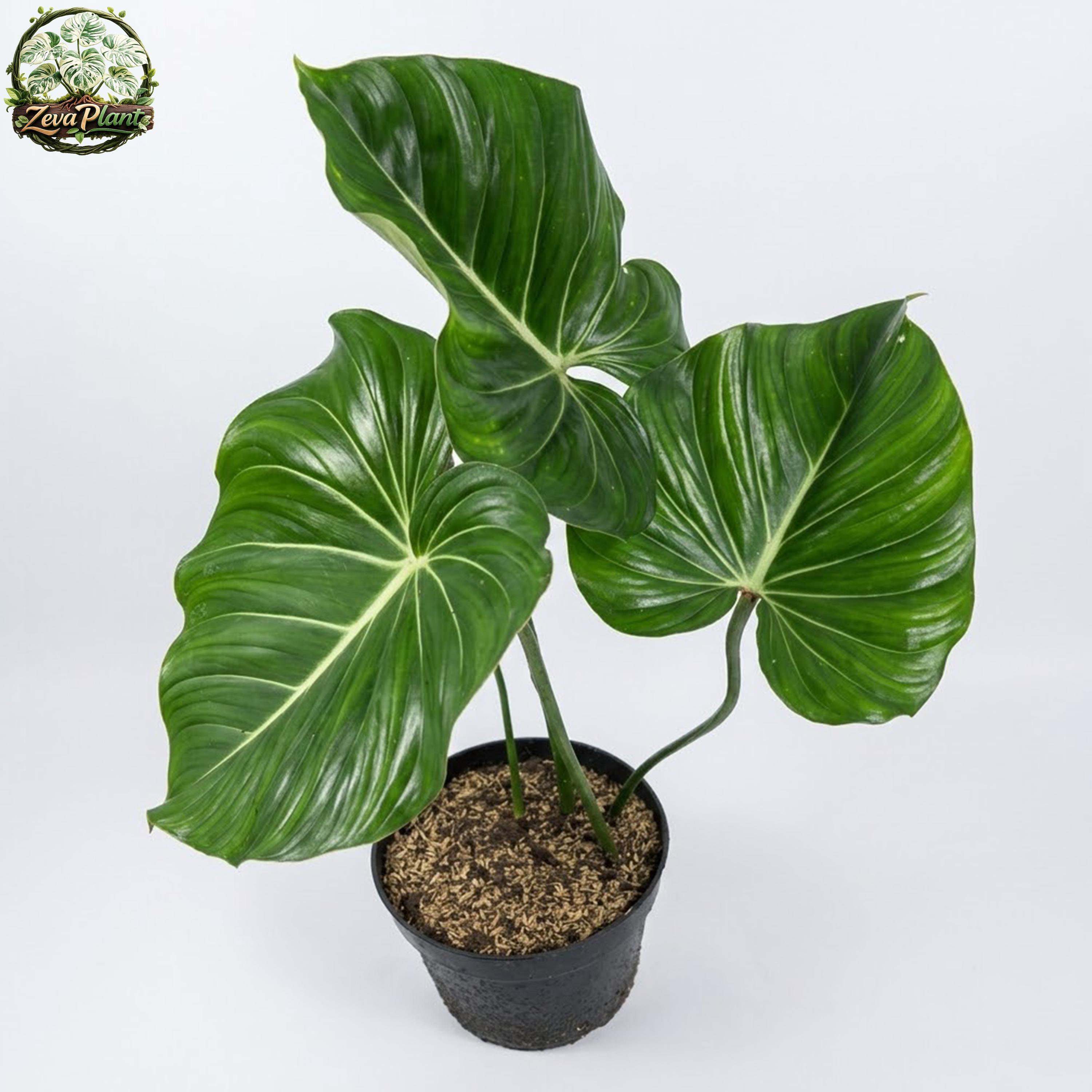 Philodendron mcdowell - Etsy 日本