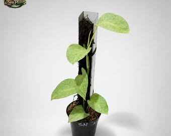 Monstera Laniata Mint Variegated Uniqe Plant