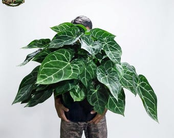 Seed grown Anthurium macrolobium x clarinervium Starter Plant (ALL