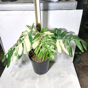 Puede incluir: Una planta de Monstera en maceta con hojas grandes y abigarradas. Las hojas muestran una mezcla de patrones verdes y blanco crema. La planta está en una maceta de plástico negro, sobre un fondo blanco. Las hojas tienen divisiones y agujeros únicos.