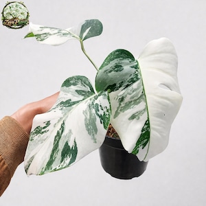 Monstera Albo Variegata White Tiger - Etsy