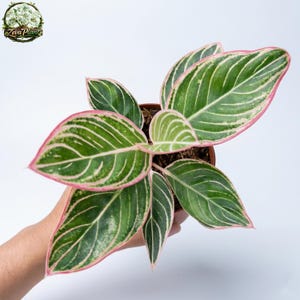 Può includere: Una pianta di Aglaonema in vaso con foglie verdi, venature bianche e bordi rosa. La pianta è in un vaso marrone e si trova su uno sfondo bianco. Il logo "Zeva Plants" si trova nell'angolo in alto a sinistra.