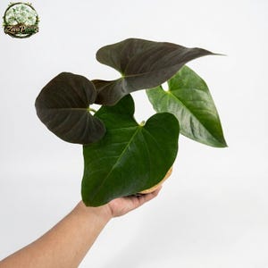 alocasia zebrina black variegata Alocasia Black Velvet Pink Variegata | Rare plant main image 1