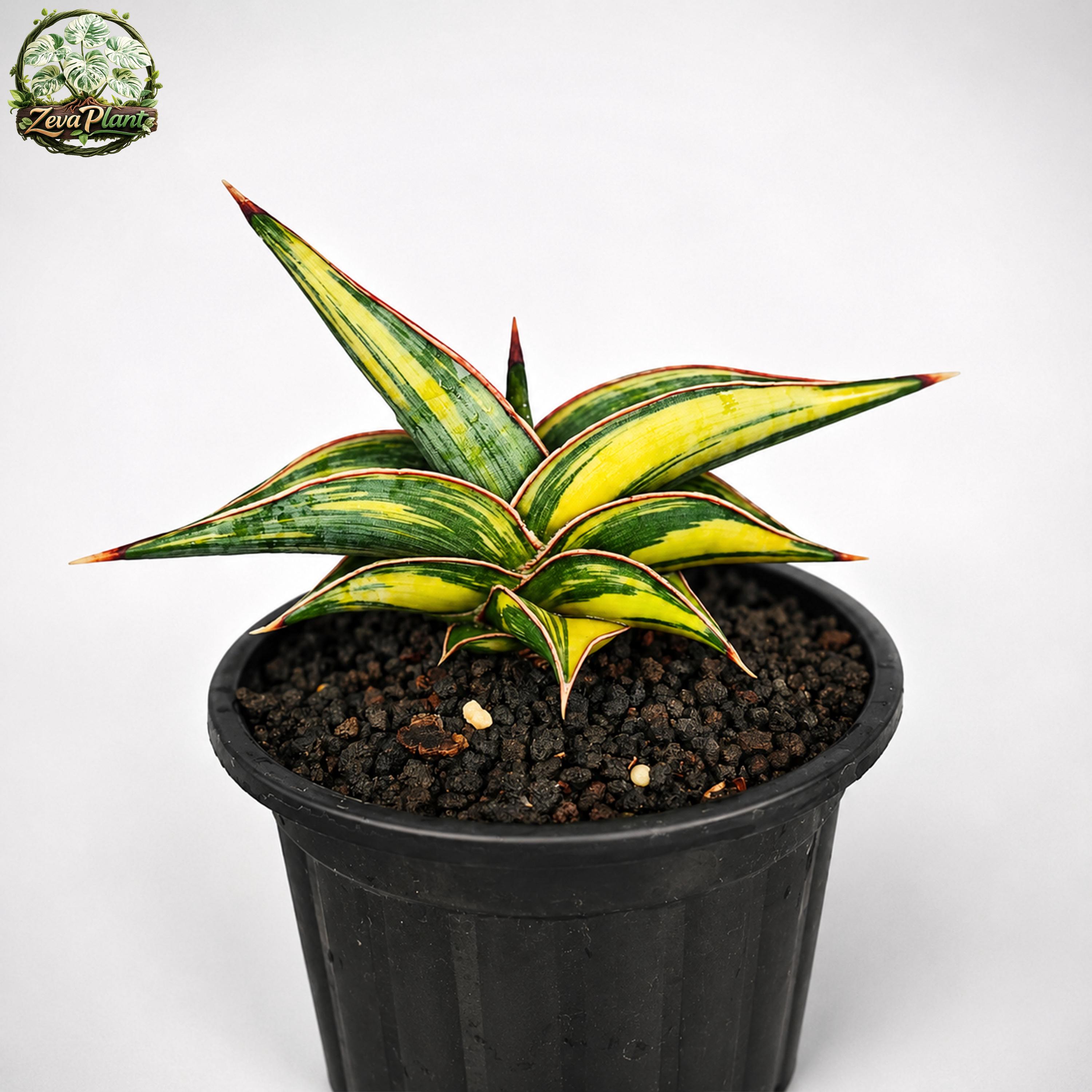 Sansevieria Aubrytiana Variegated - Etsy