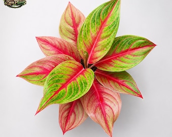 Aglaoneema Sakuntala Schönheit Blätter