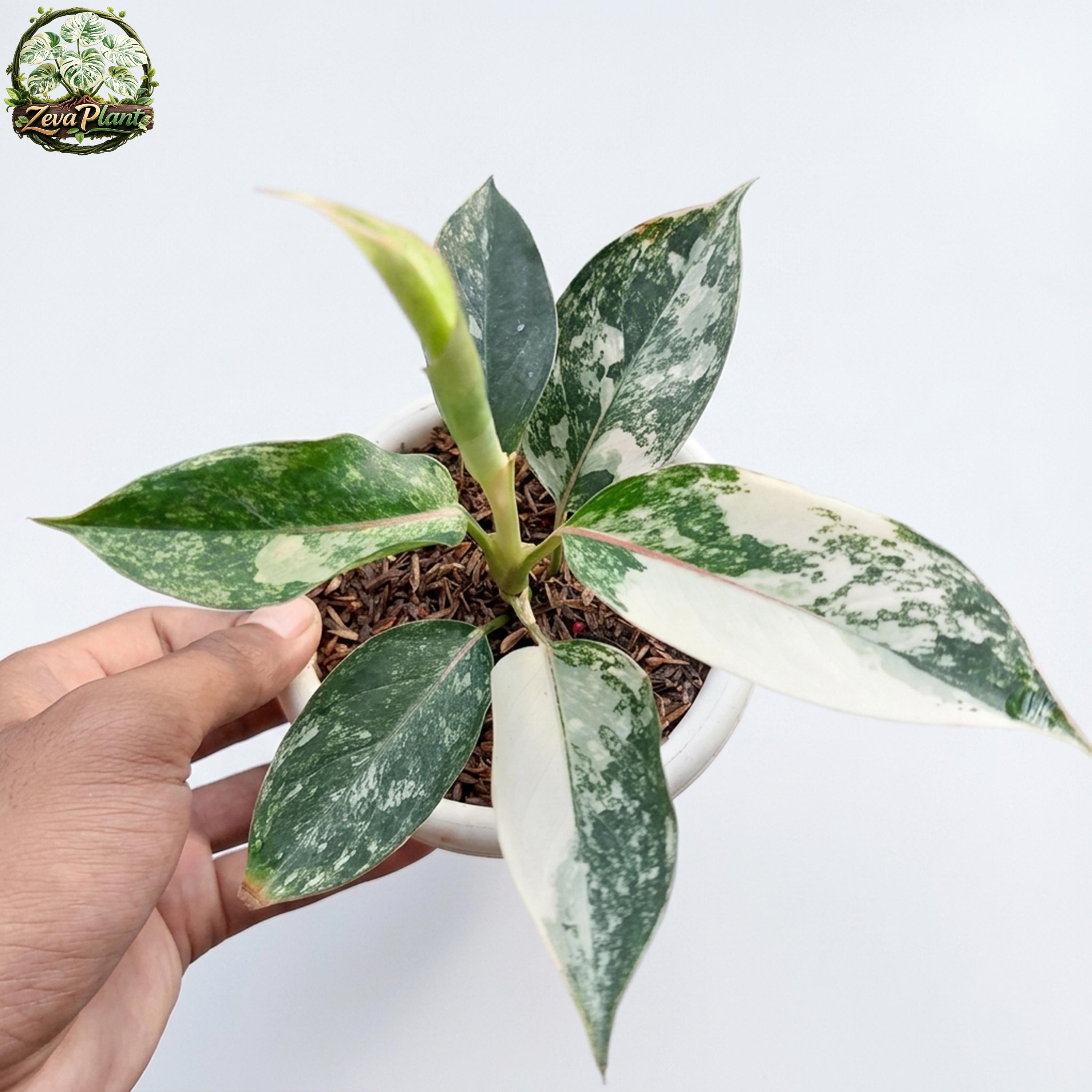 Aglaonema Siam Jade - Etsy