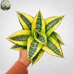 Puede incluir: Primer plano de una planta de Sansevieria, también conocida como planta de serpiente, con hojas a rayas amarillas y verdes vibrantes. Las hojas de la planta están dispuestas en forma de estrella. La planta es una planta de interior.