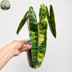 Philodendron Billietiae Variegated Large Leaf Indoorplant