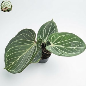 Anthurium Kos Hu - Etsy
