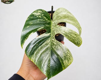 Jungle menthe plante panachée Monstera à une feuille enracinée