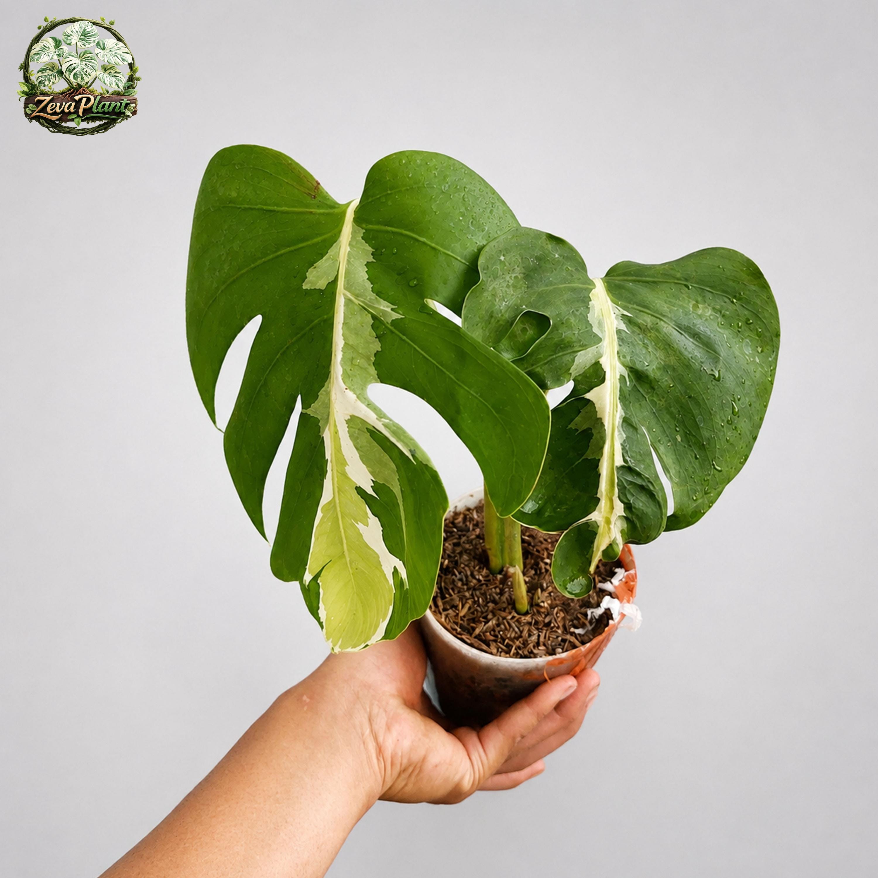 Monstera white lava - Etsy 日本