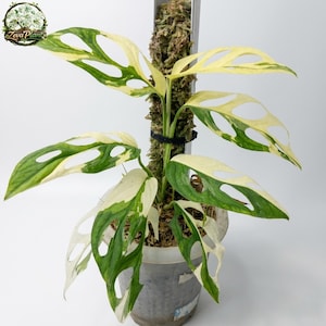 Monstera Adansonii Japanese Tricolor - Etsy