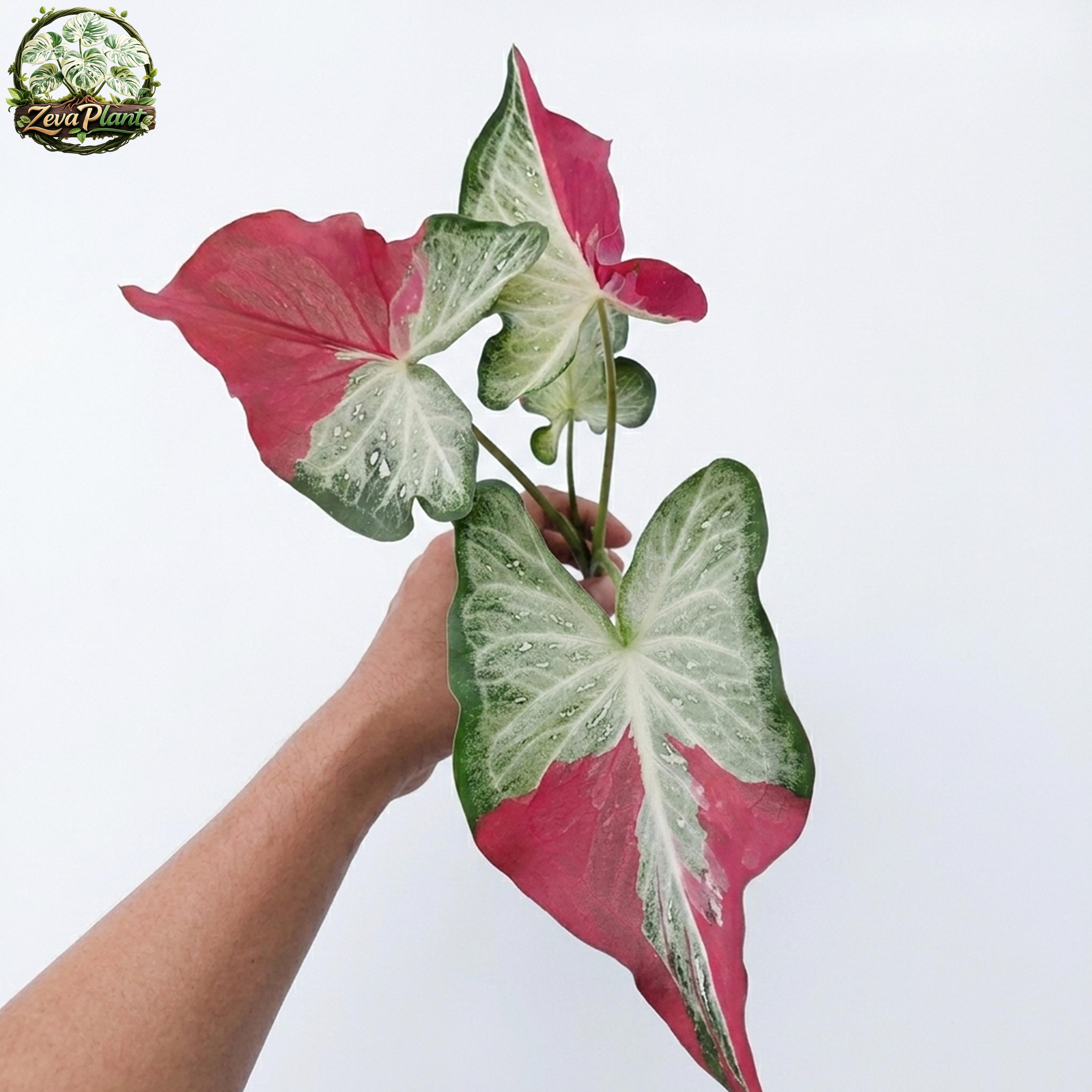 Rare caladium - Etsy 日本