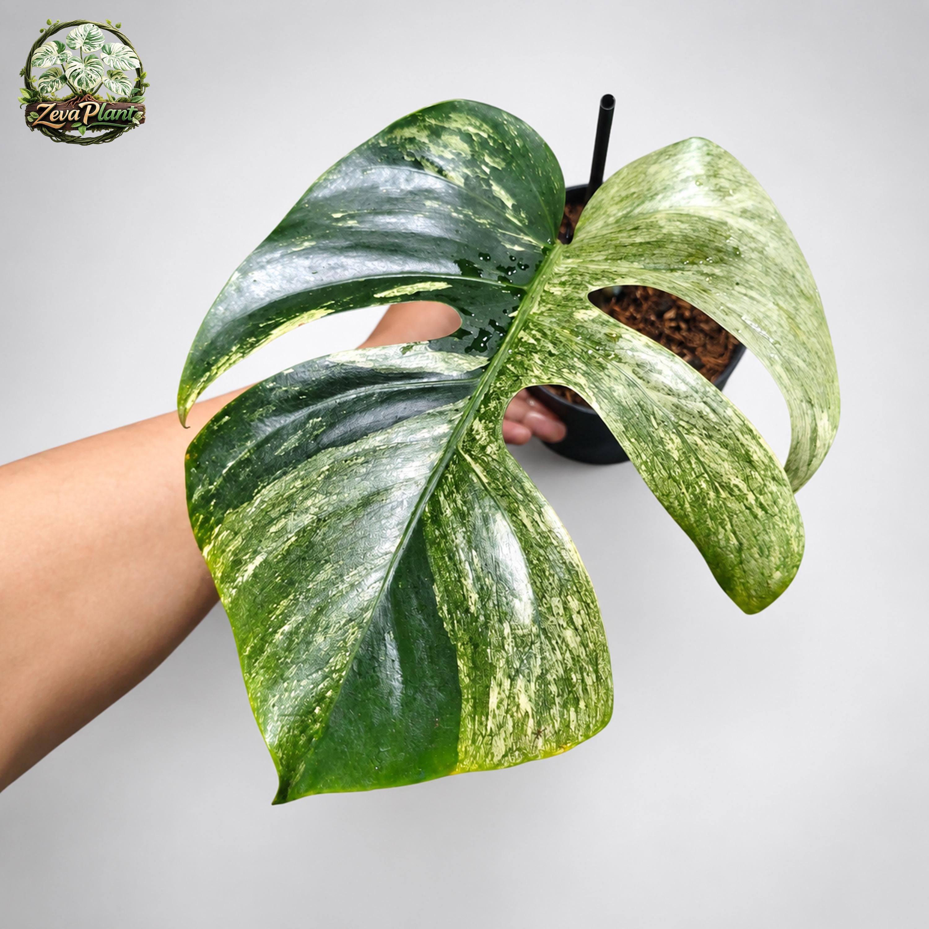Monstera Deliciosa Ocean Mint - Etsy Canada