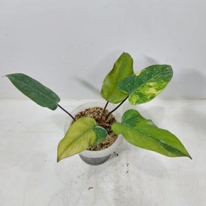 Pode incluir: Uma planta em vaso com folhas grandes e variegadas em tons de verde e amarelo. A planta tem caules escuros e está colocada num vaso branco cheio de terra e cobertura morta. As folhas têm uma textura suave.