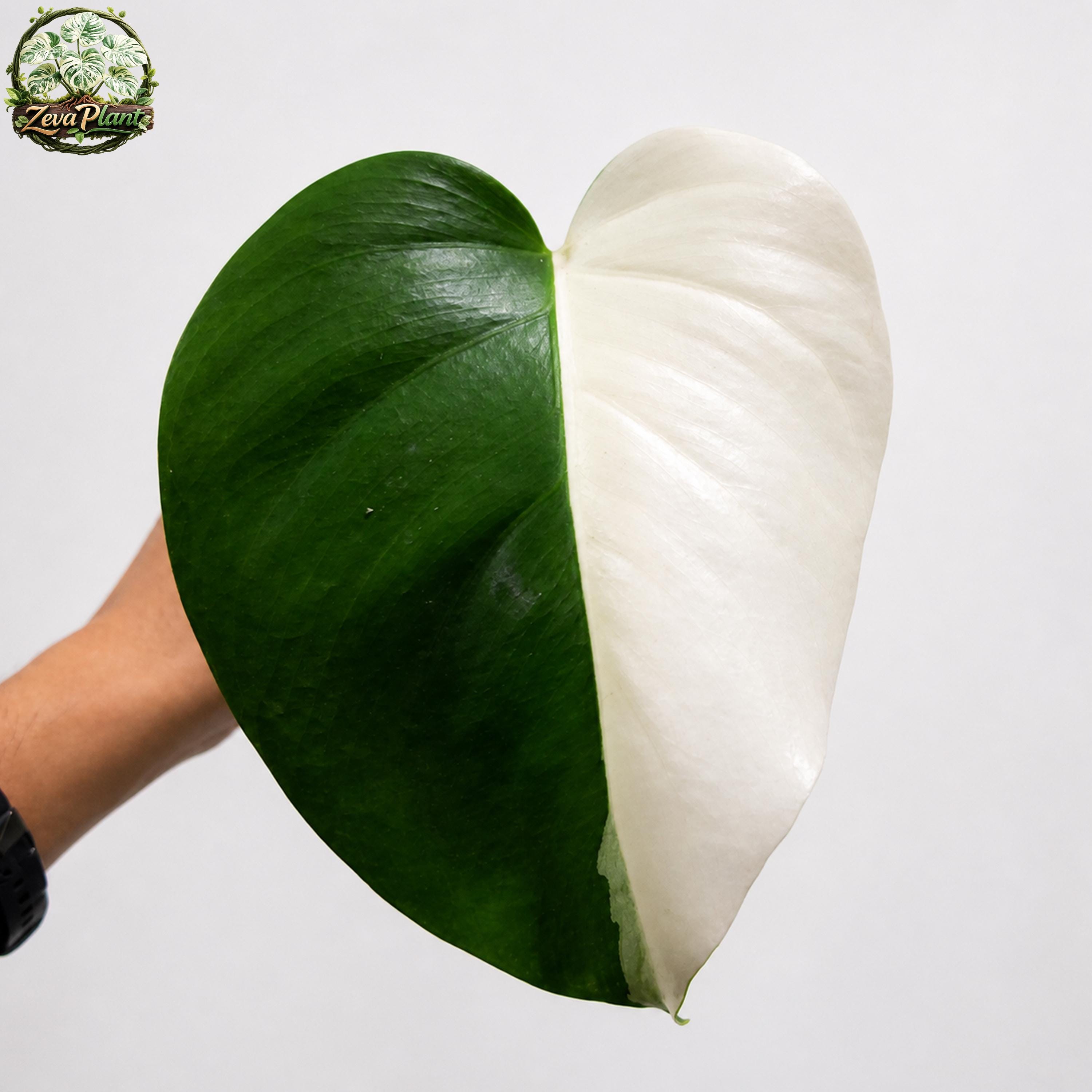 Monstera white lava - Etsy 日本