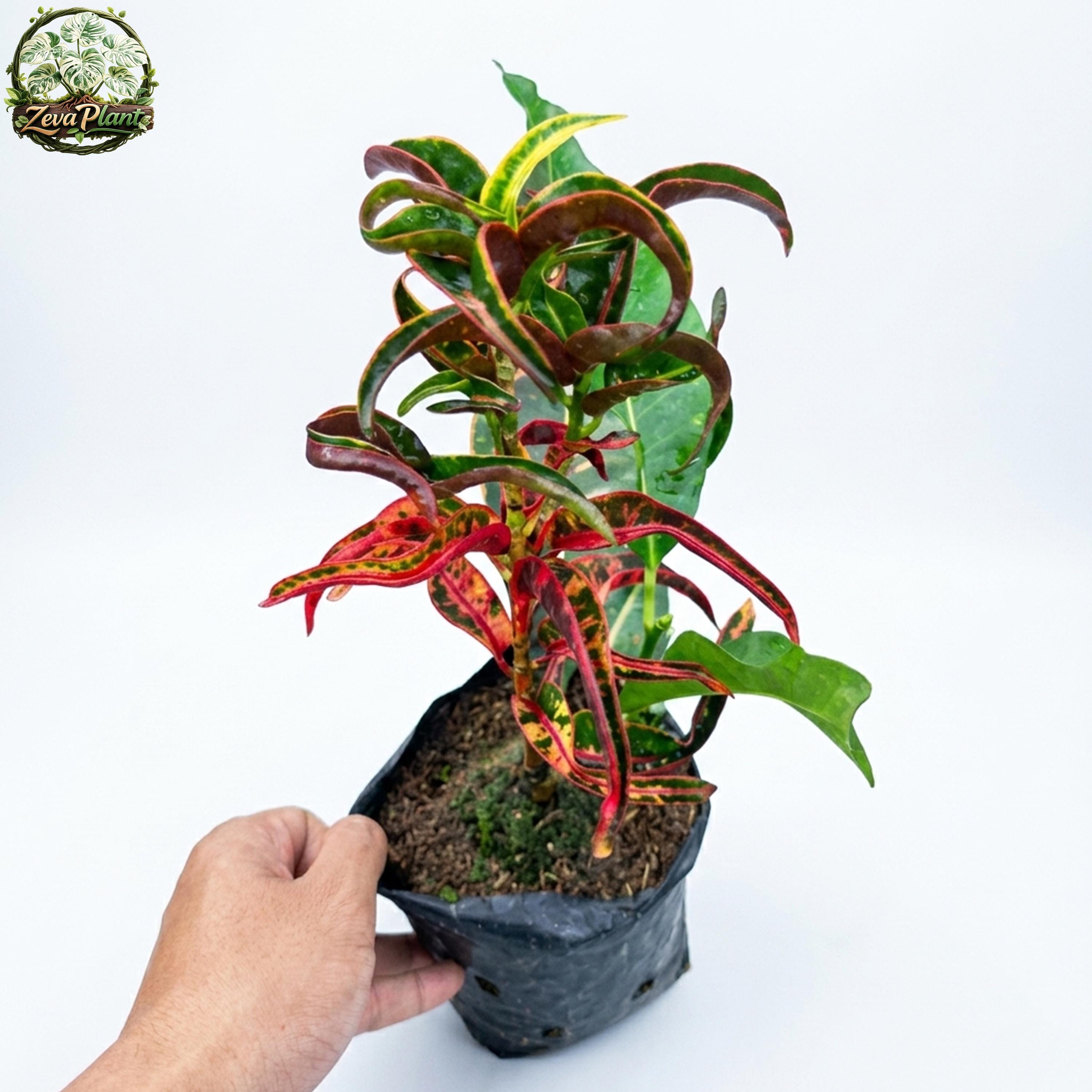 現物「クロトン-Croton・スーパーペトラ-外国」7号 codiaeum