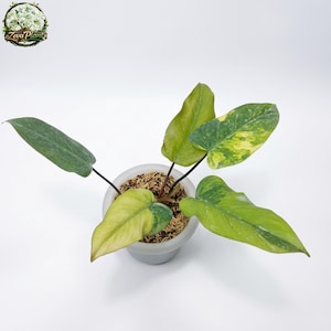 Filodendro Dark Lord Variegado - Planta Viva para Exterior