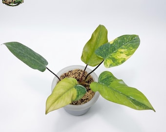 happy plants Happy Plant  PA Press