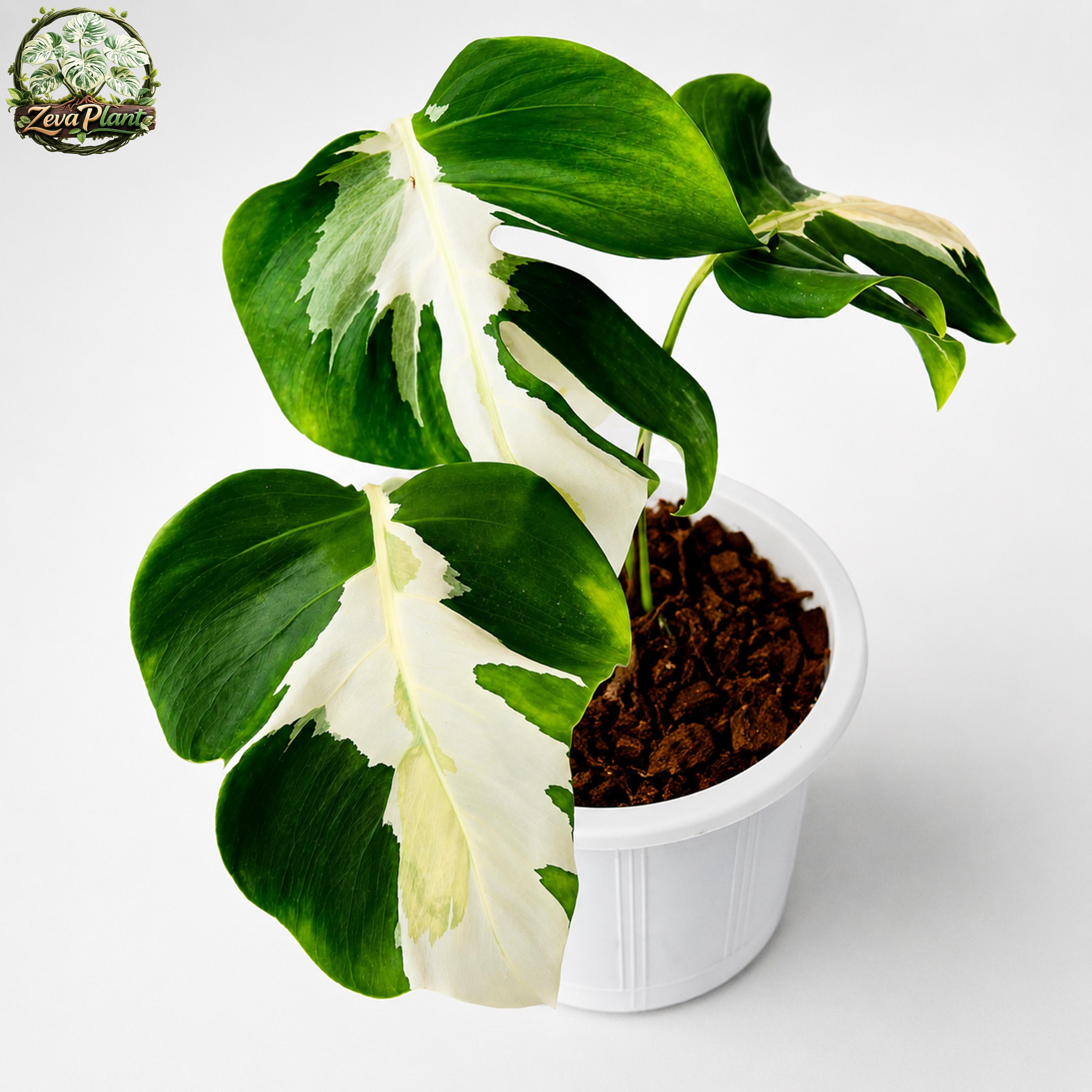 Monstera white lava - Etsy 日本