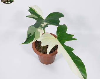 Philodendron Golden Dragon 2-Blatt-Wurzelpflanze