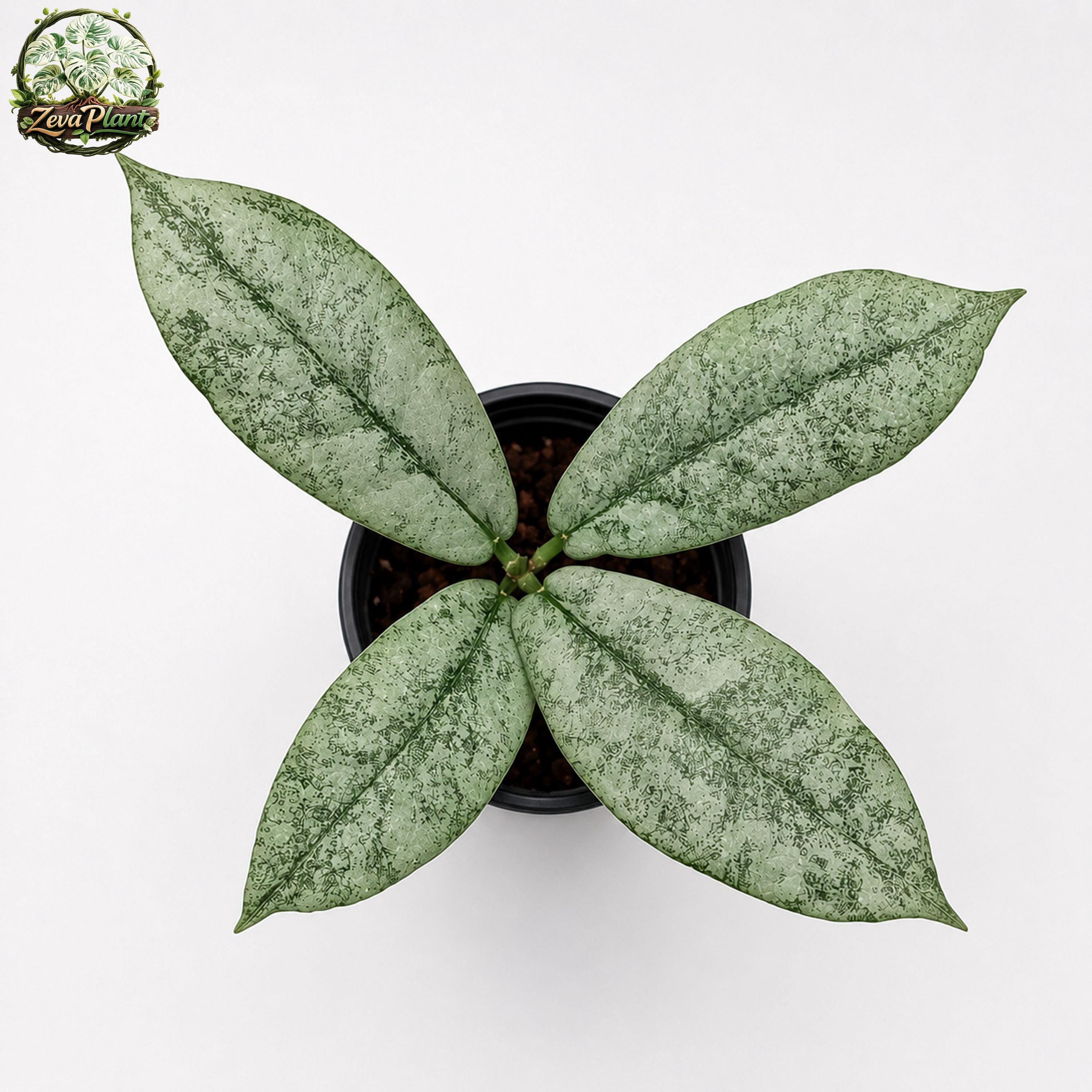 Hoya mitrata - Etsy 日本