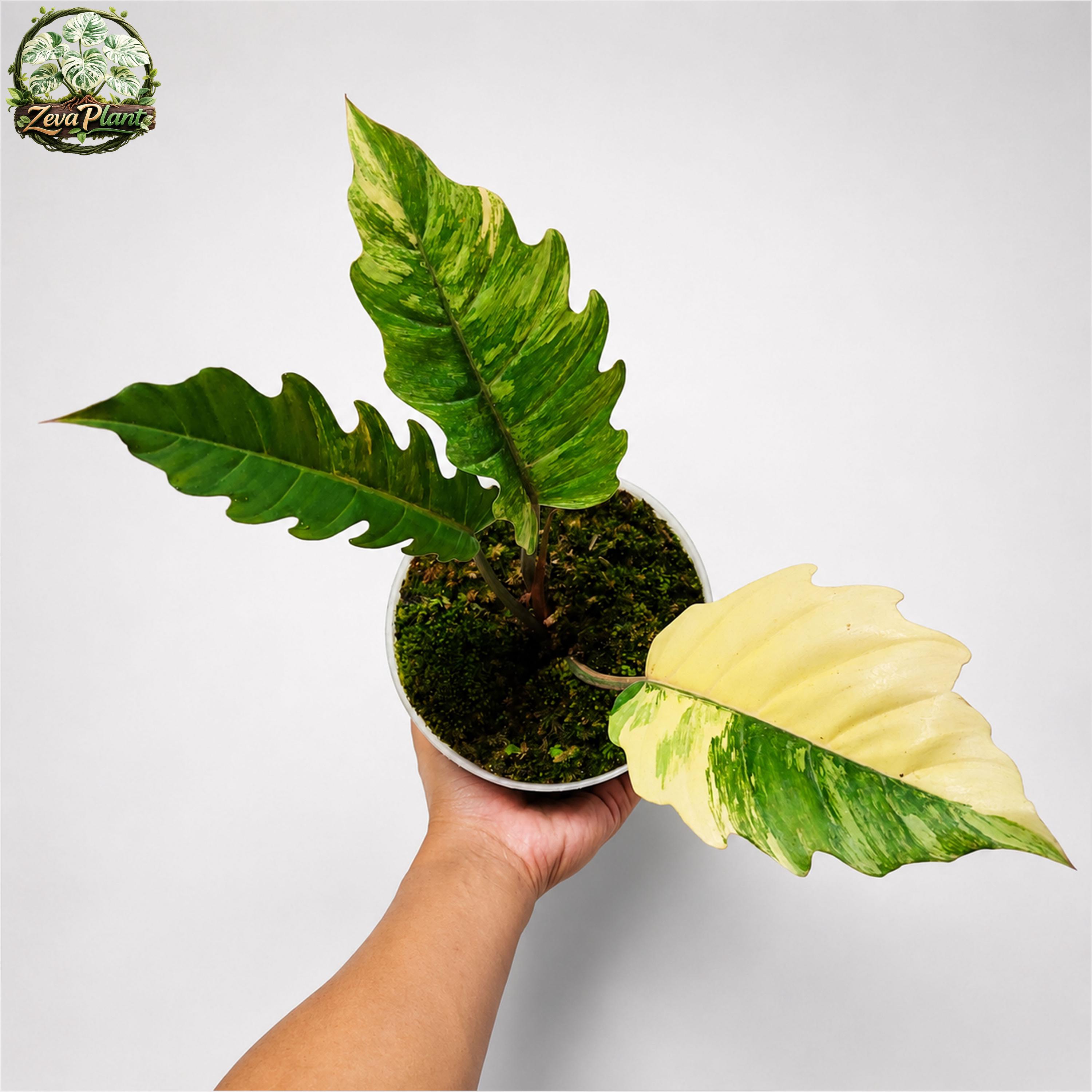 aureum plant Epipremnum aureum 'Pothos'