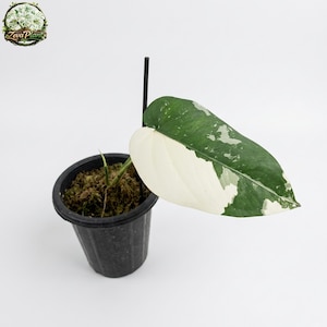 Syngonium Chiapense Variegated 1 Leaf Rooted Live Plant