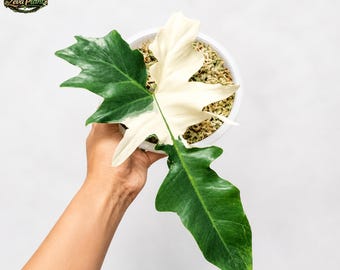 Philodendron golden dragon Zimmerpflanze mit einem Blatt