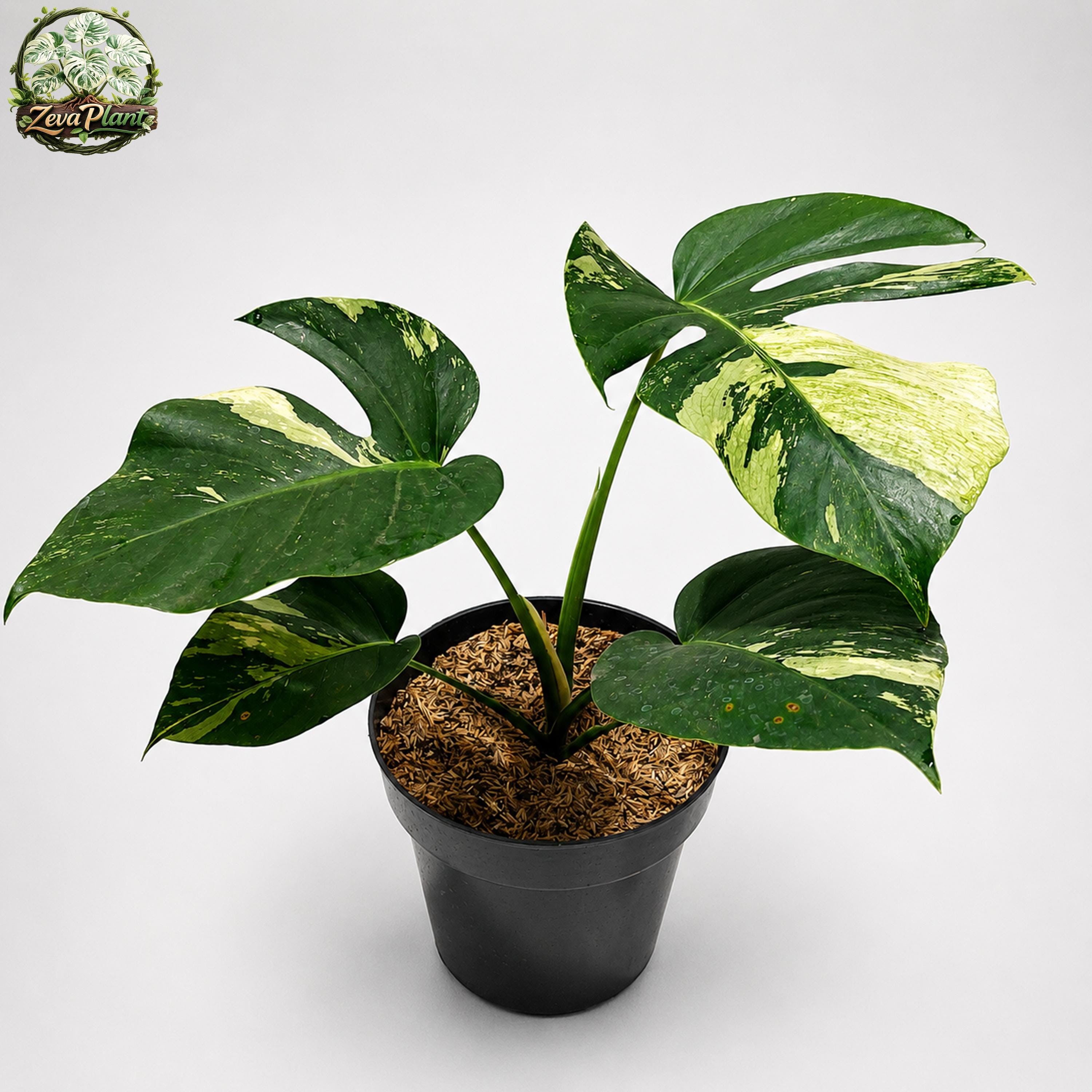 Monstera mint noid jungle mint - Etsy 日本