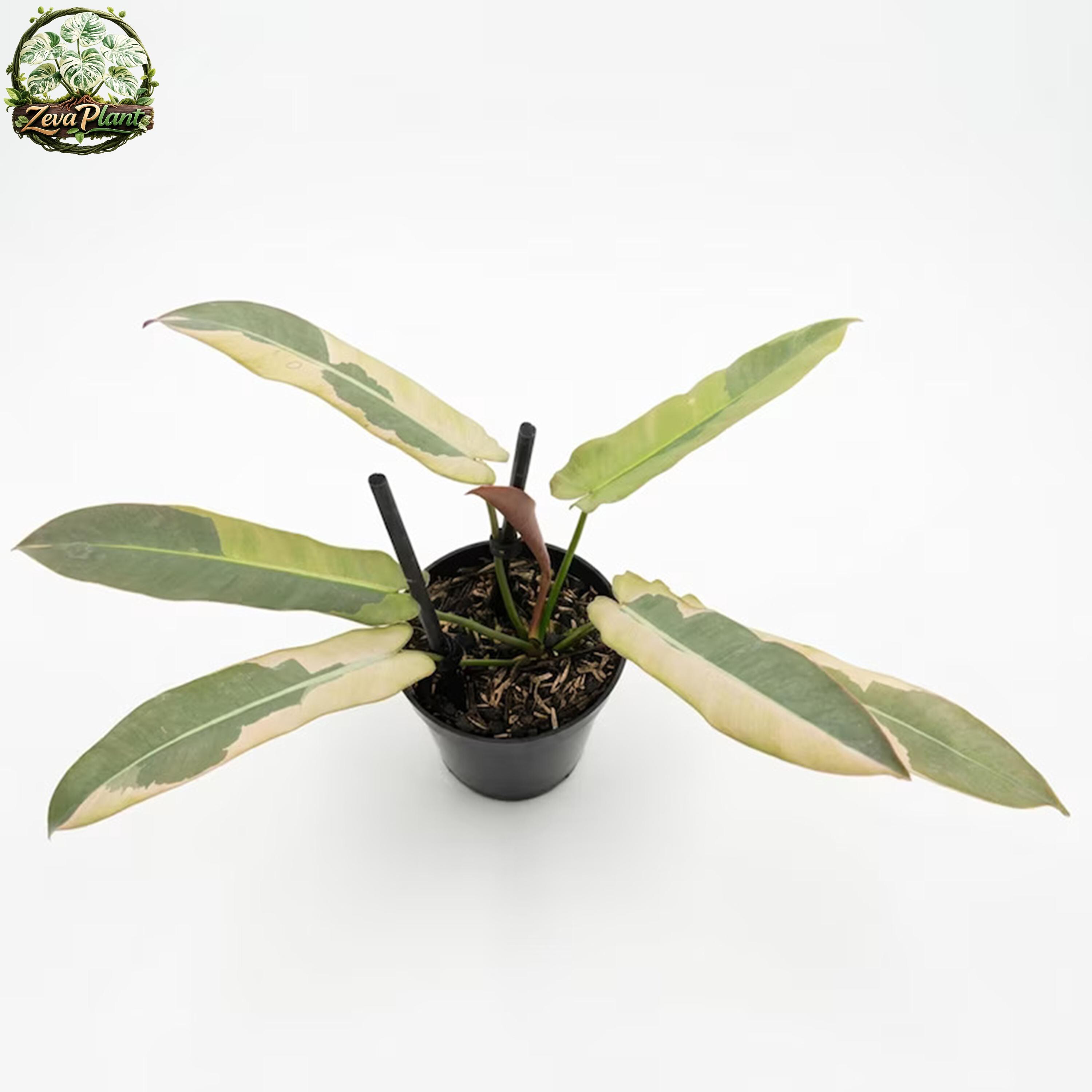 Philodendron atabapoense - Etsy 日本