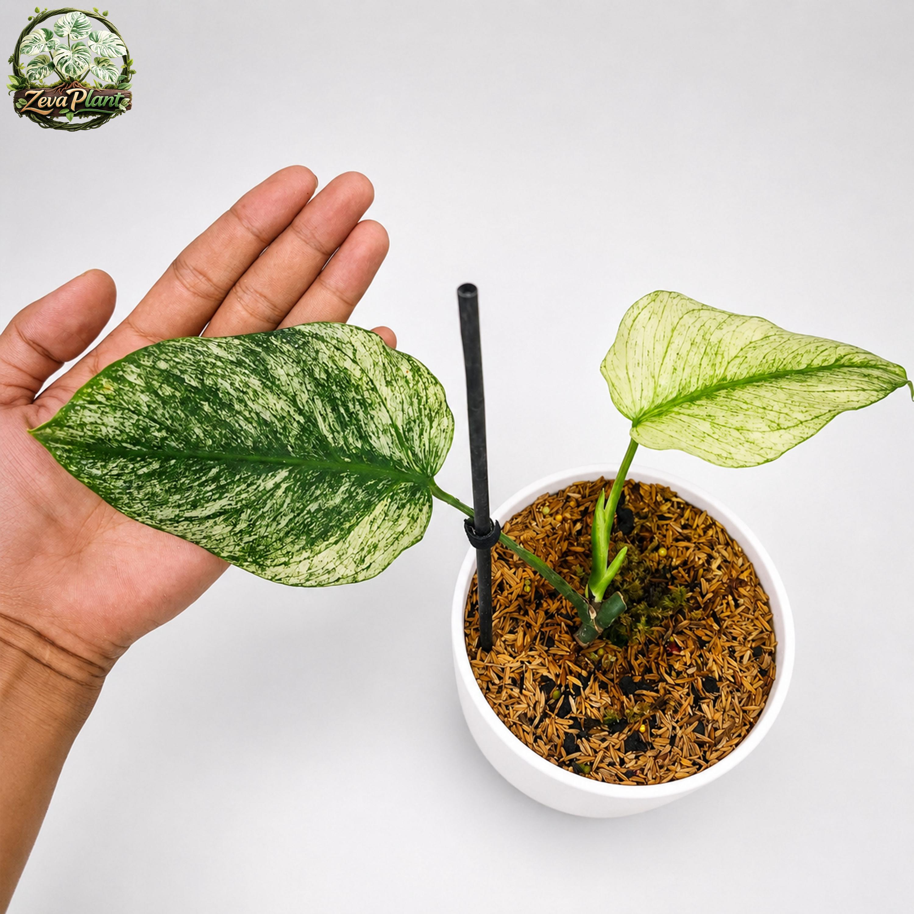 Monstera devil monster - Etsy 日本