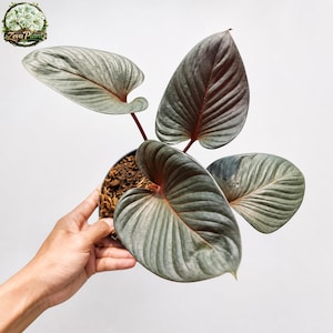 Homalomena Black Velvet - Etsy