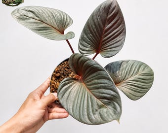 Homalomena Black Starter Plant (ALL STARTER PLANTS Require You to