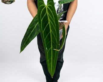 Anthurium Warocqueanum Storbladig krukväxt
