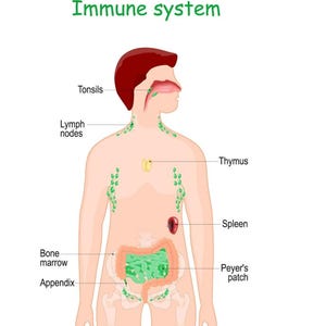May include: An illustrated diagram of the human immune system, showing the location of the tonsils, lymph nodes, thymus, spleen, bone marrow, appendix, and Peyer's patch. The text "Immune system" is in green.