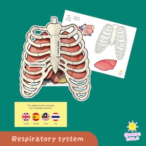 Puede incluir: Un diagrama educativo colorido del sistema respiratorio humano, con una caja torácica, pulmones y corazón. La imagen incluye texto en varios idiomas, y las palabras "Respiratory system" son visibles en la parte inferior.