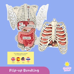 ¡Agrupando! Sistema respiratorio y digestivo plegables (Actividad científica práctica) de @mershaa.e