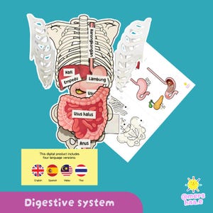 Aprendizaje interactivo del sistema digestivo abatible (actividad científica práctica) por @mershaa.e